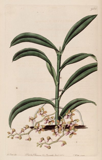 Illustration von Cleisostoma recurvum (als syn. Sarcanthus rostratus) von M. Hart